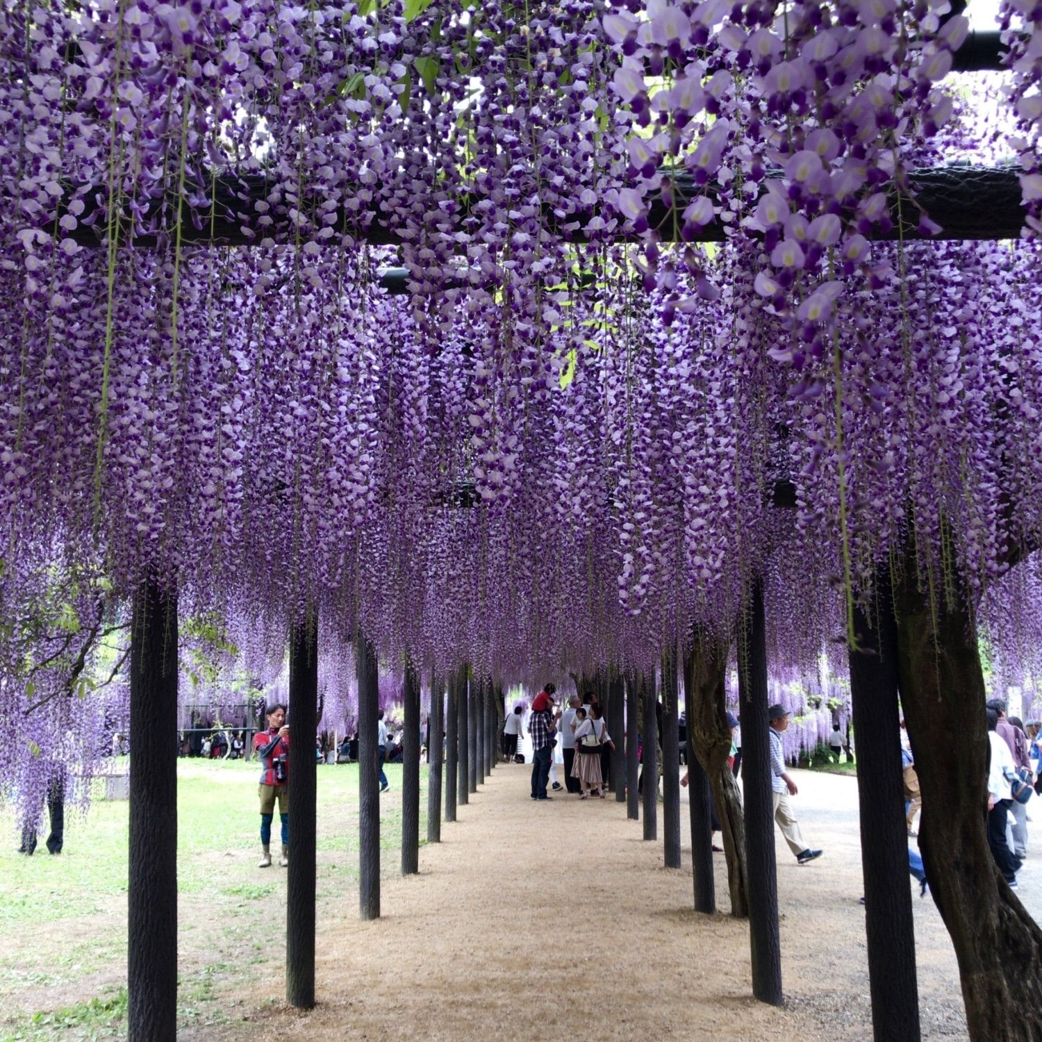 🌸 시라이 오마치 등나무 공원(시라이 오마치 후지코엔)